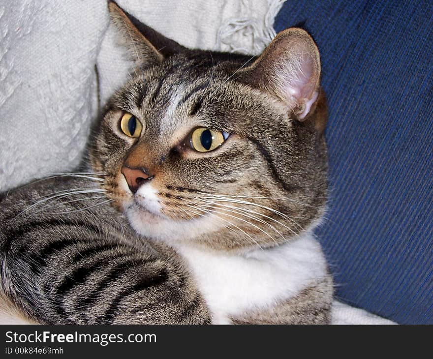 A tabby and white cat with a look of surprise in his eyes. A tabby and white cat with a look of surprise in his eyes.