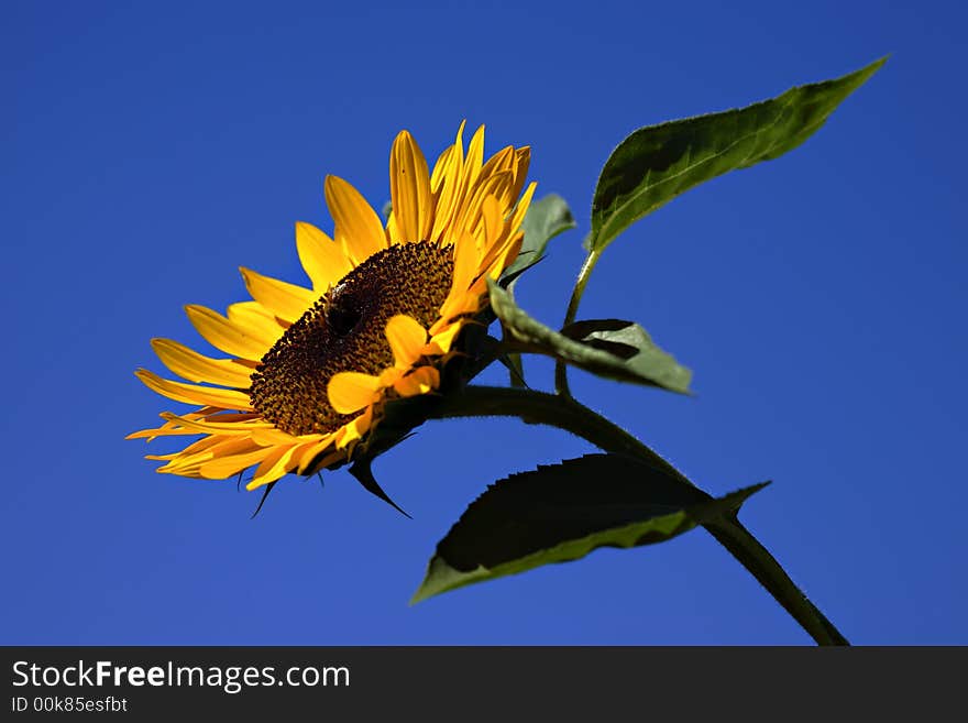 Vibrant sunflower with honey bee and blue sky contrasting background