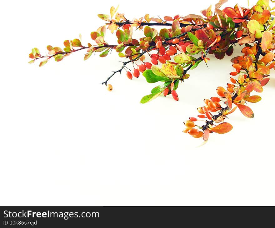 Composition on white background: berberys branche