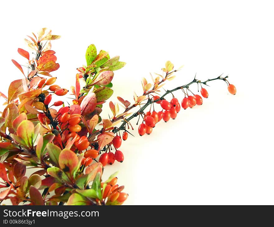 Composition on white background: berberys branche