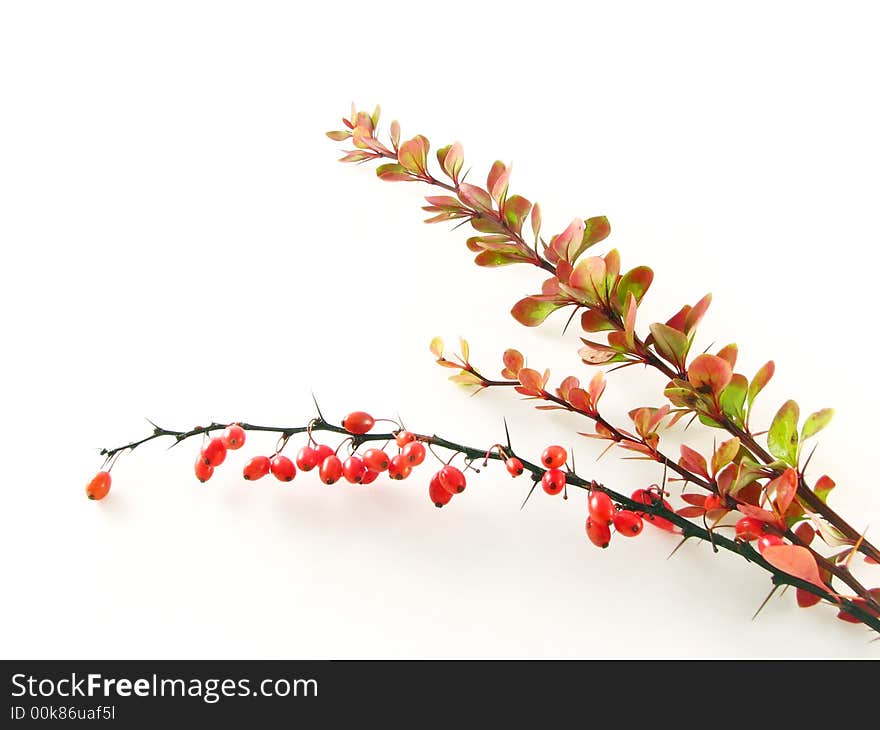 Composition on white background: berberys branche