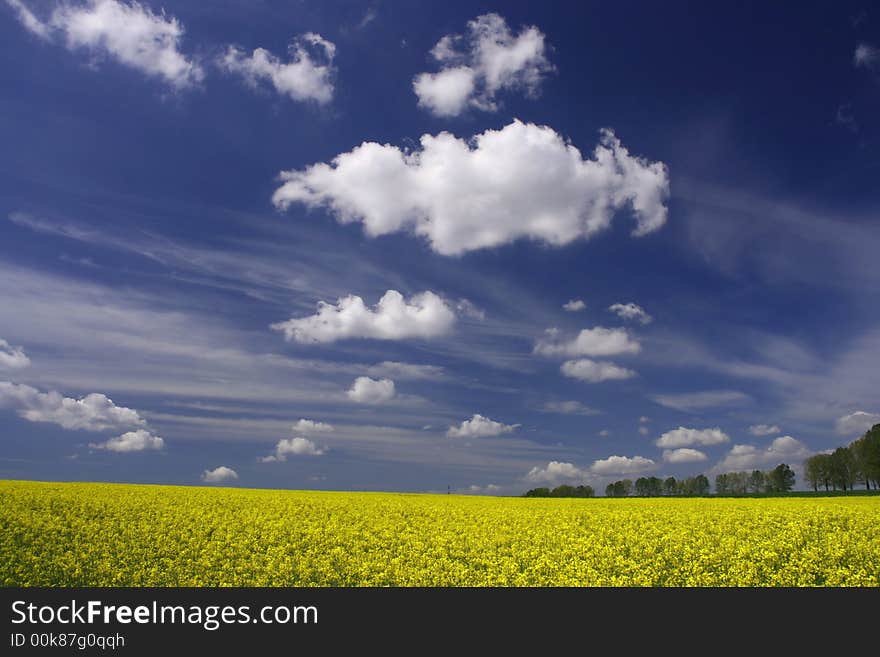 Rape Field And White Clouds