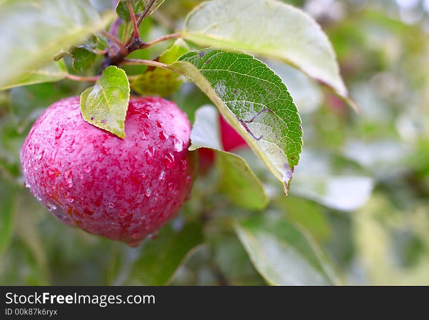 Nice deep purple autumn apple