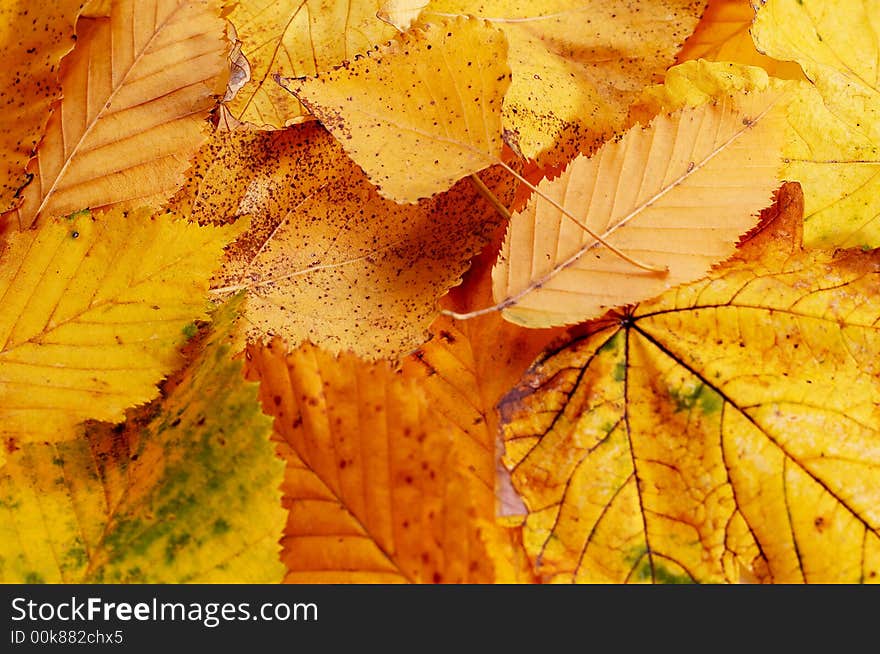 An background of yellow leaves