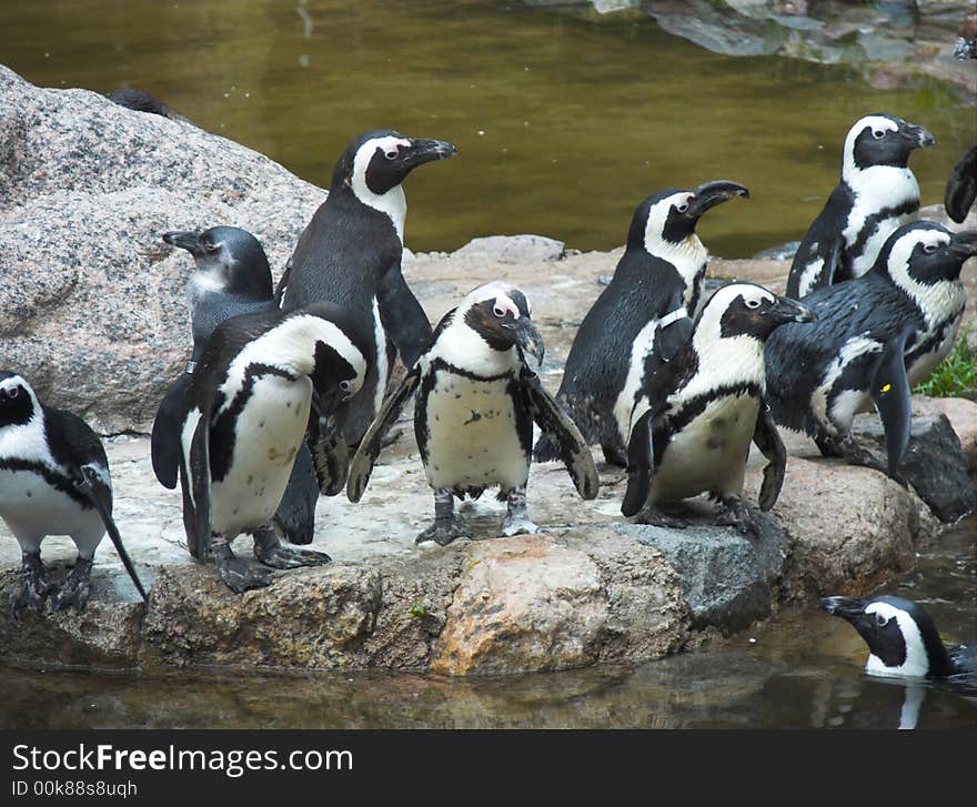 Group of penguins by a water