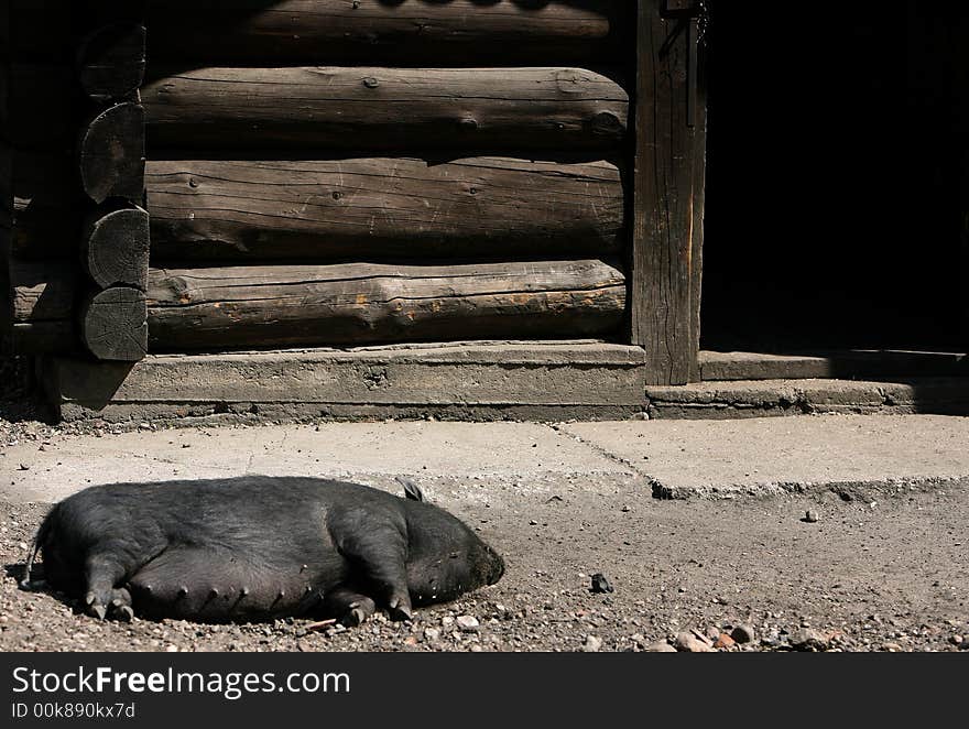 Asllep boar mate in zoological garden. Asllep boar mate in zoological garden.