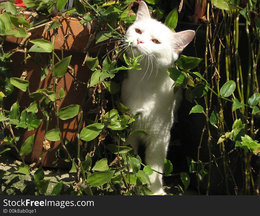 A cat in the bush