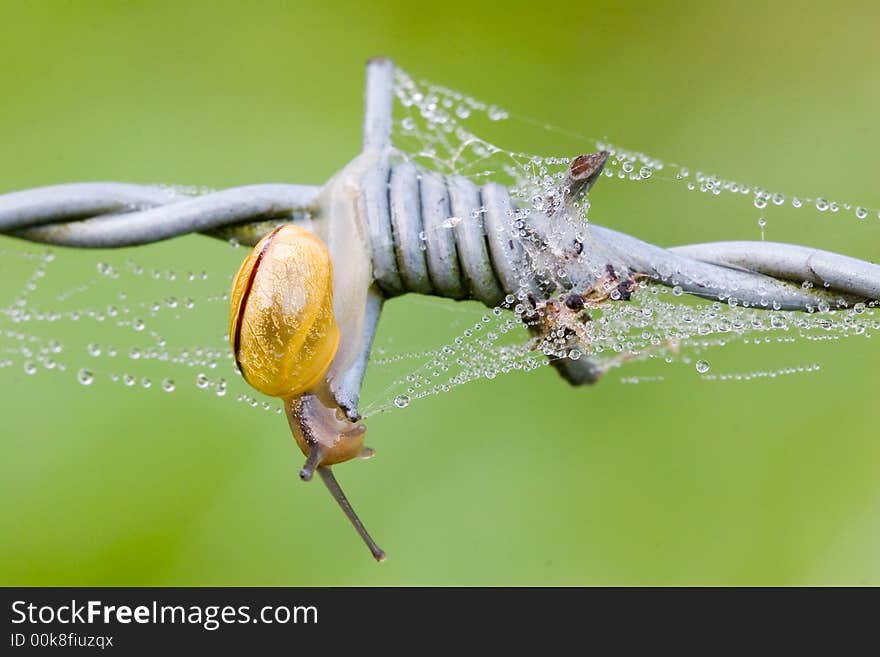 A small snail on a dew covered barbwire in the morning . A small snail on a dew covered barbwire in the morning .