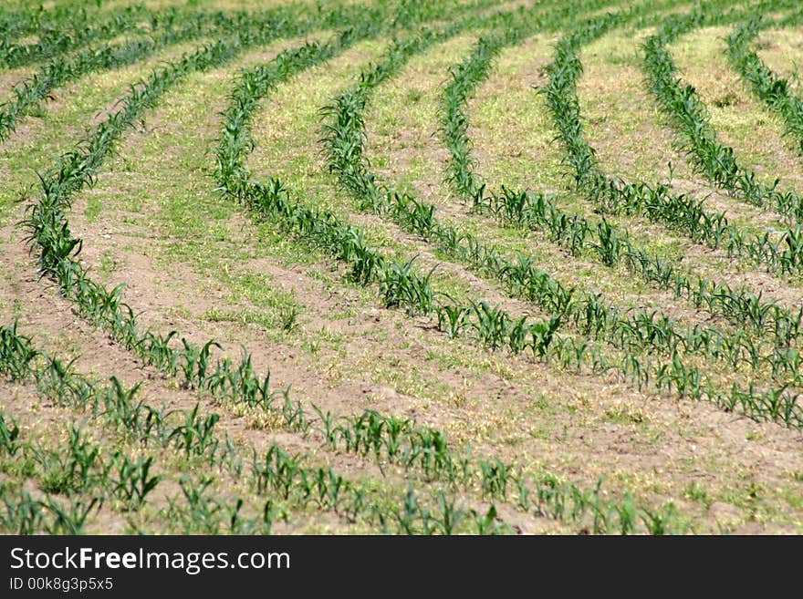 Green stripes