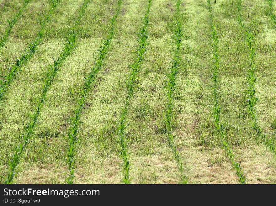 Green Stripes