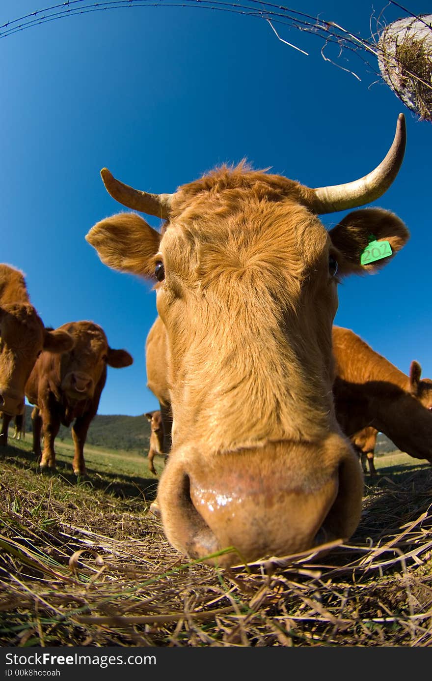 Cows shot with a fisheye lens. Cows shot with a fisheye lens