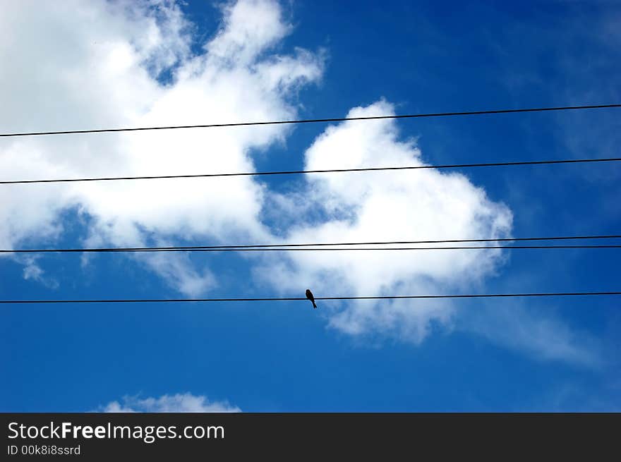 Sky, clouds and bird