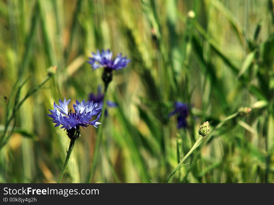 Corn-flowers