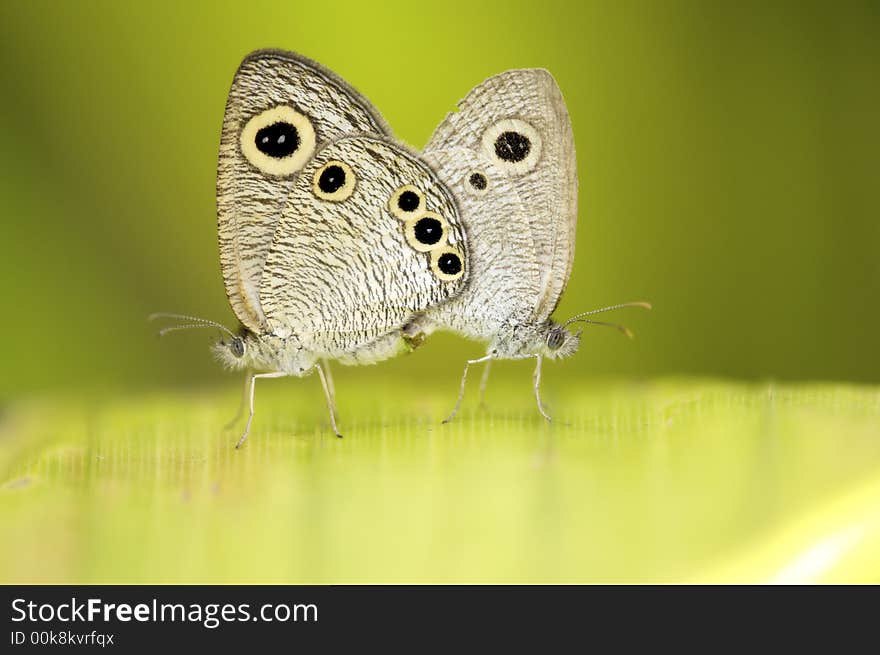 Common Four-ring Ypthima huebneri butterfly mating posed. Common Four-ring Ypthima huebneri butterfly mating posed.