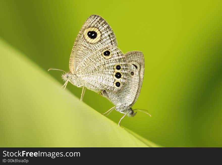 Common Four-ring butterfly mating on the leaves sexy pose. Common Four-ring butterfly mating on the leaves sexy pose