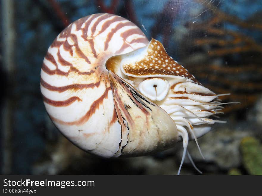 Chamber nautilius in the tank posed. Chamber nautilius in the tank posed