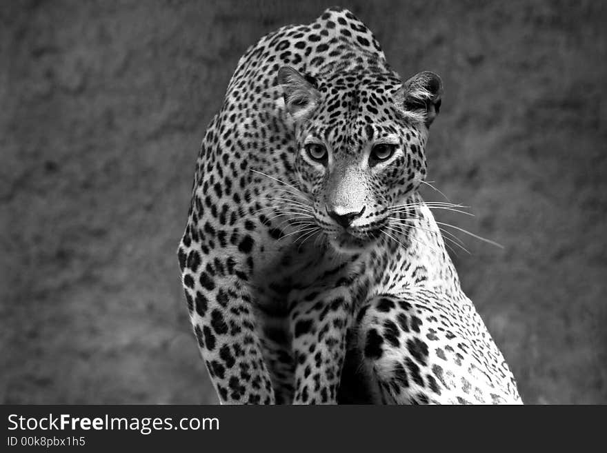 Leopard panthera pardus at the zoo