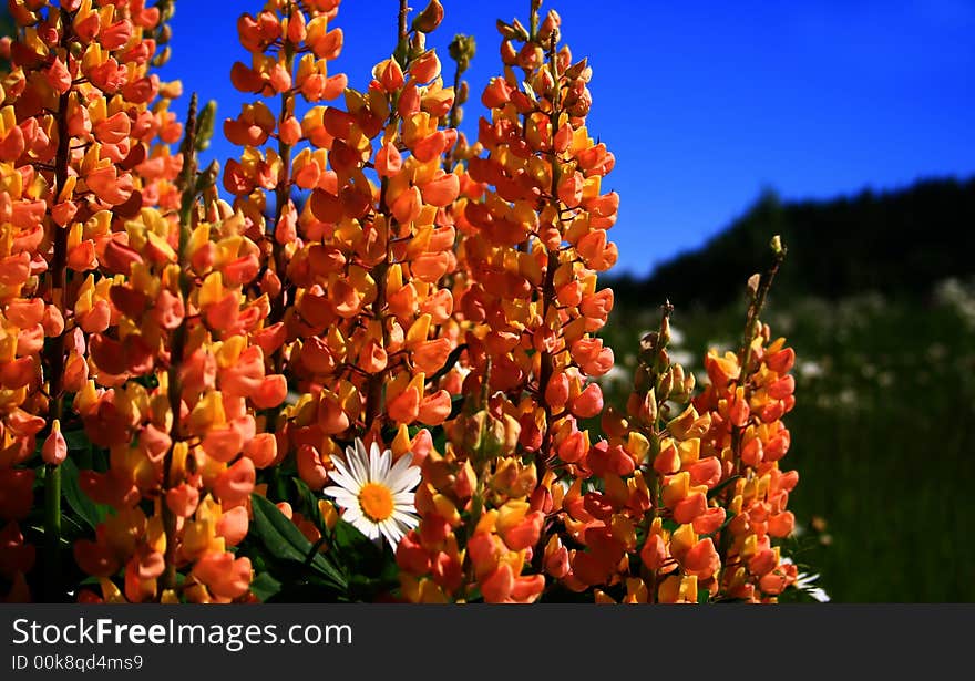 Wild foxglove growing in high mountain meadow in Idaho. Wild foxglove growing in high mountain meadow in Idaho