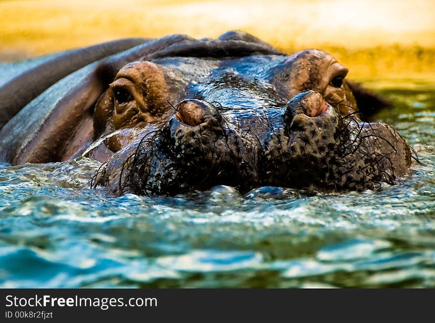 Close up shot of a hairy hippopotomus swimming in cool refreshing water. Close up shot of a hairy hippopotomus swimming in cool refreshing water.