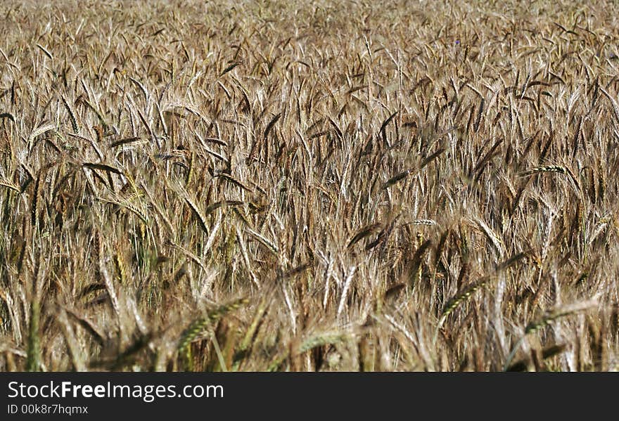 Rippen grain in the fields in summer. Rippen grain in the fields in summer