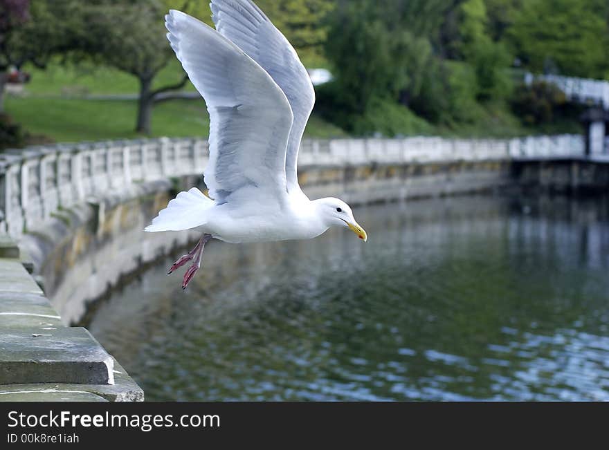 Seagull s Lift-off