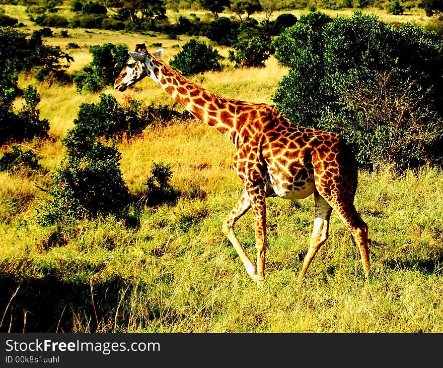 Giraffe in the Masai Mara, Kenya photo taken during safari