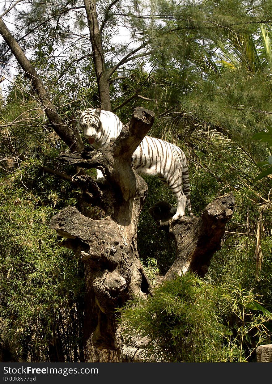 White tiger looking for someone: a very large solitary cat with a yellow-brown coat striped with black, native to the forests of Asia