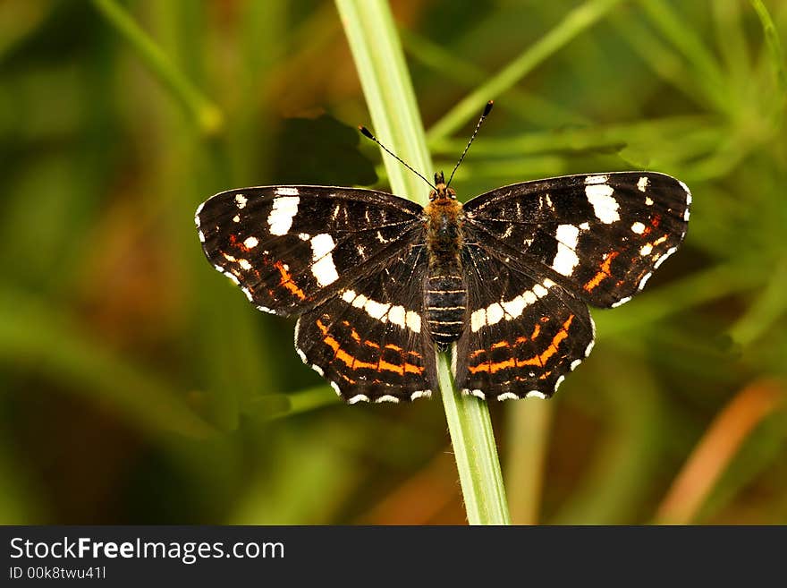 Map butterfly (Araschnia Levana) - beautiful colorful insect