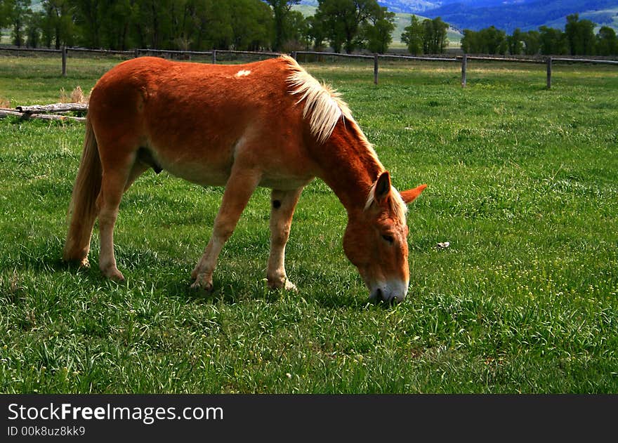 Government Horses