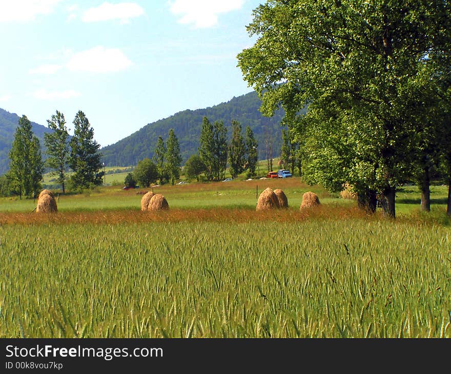 Meadow with slope and trees, blue sky above. Harvests