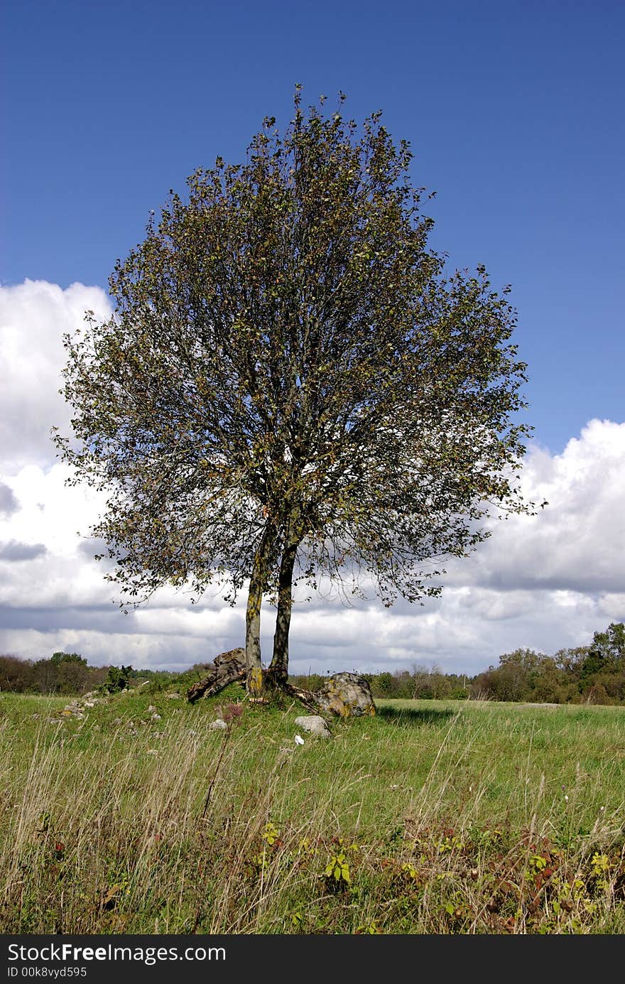 Tree on the pastureland