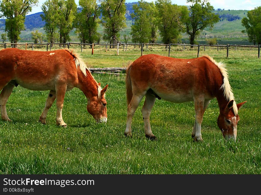 Draft horses used by the national park service, Grand Teton National Park, Wyoming. Draft horses used by the national park service, Grand Teton National Park, Wyoming