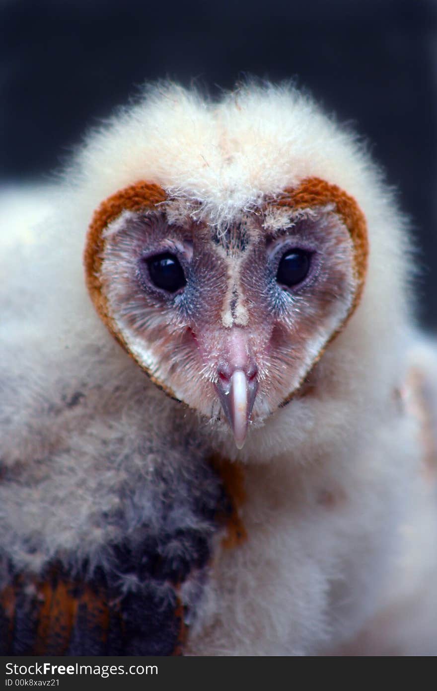 Baby Barn Owl