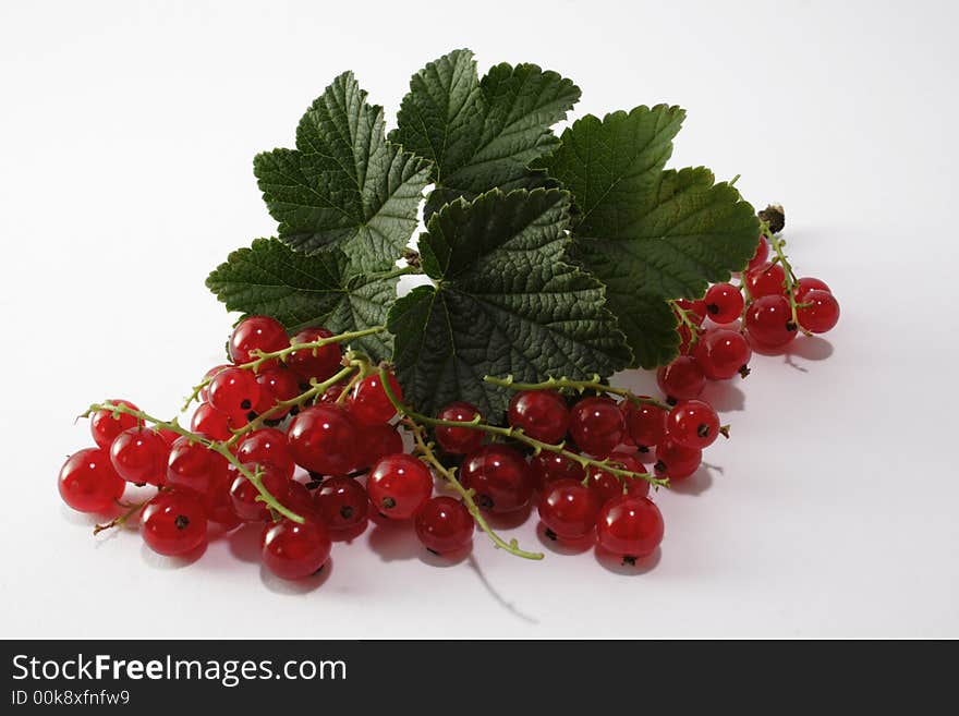 Red currant