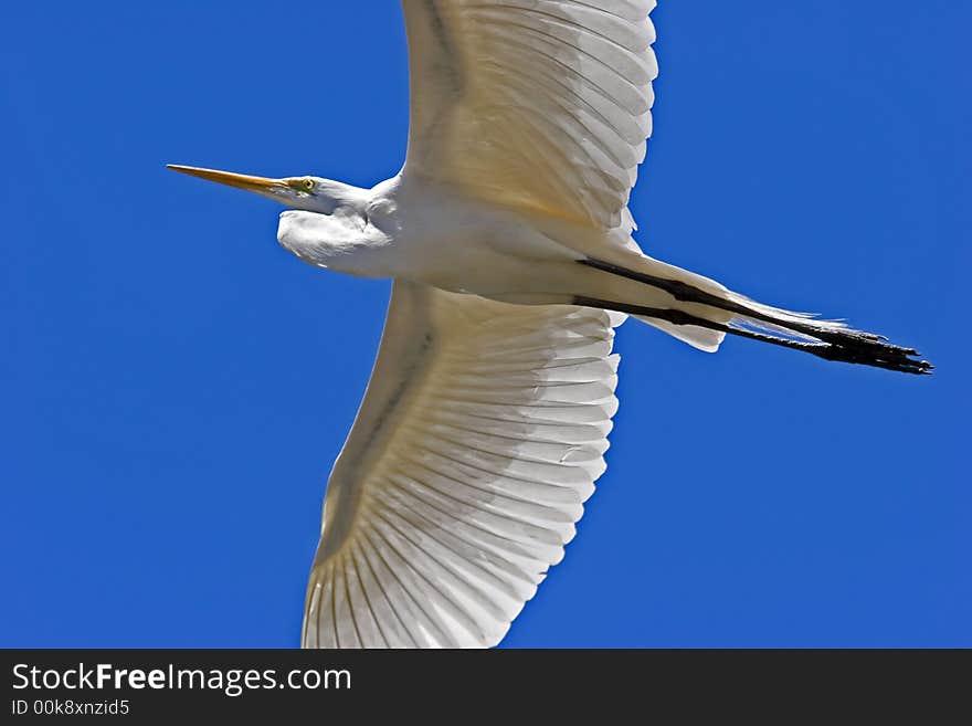 Egret in fight