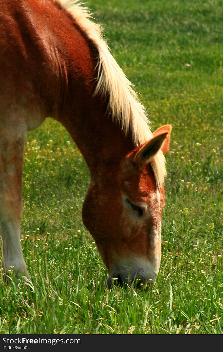 Government Horses