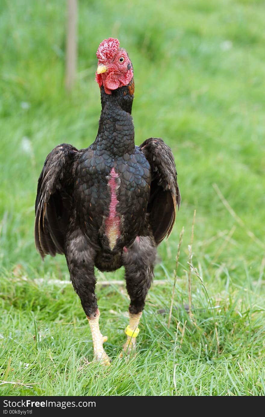 English rooster on green grass. English rooster on green grass