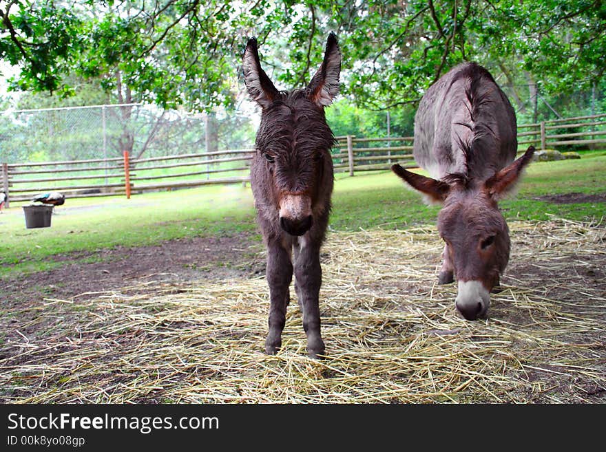 A baby donkey with Mother eating beside him