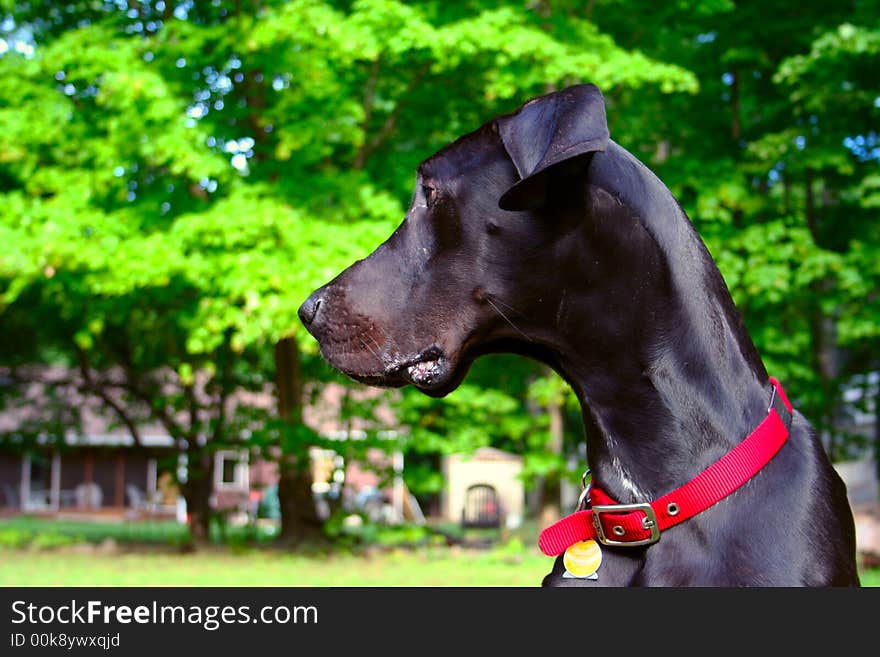 A Young Great Dane Portrait