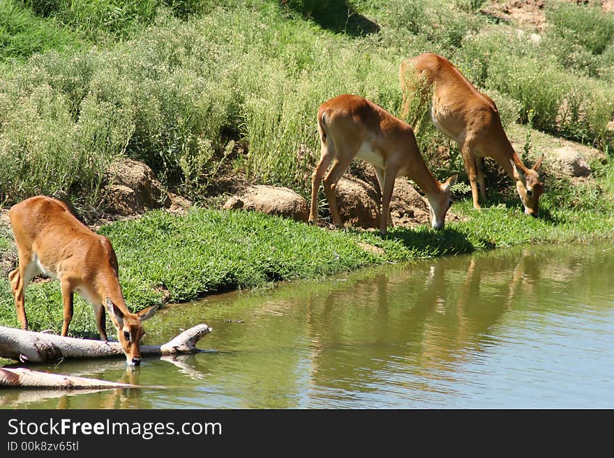 Small herd of thirsty gazelles visiting their favorite watering hole. Small herd of thirsty gazelles visiting their favorite watering hole.