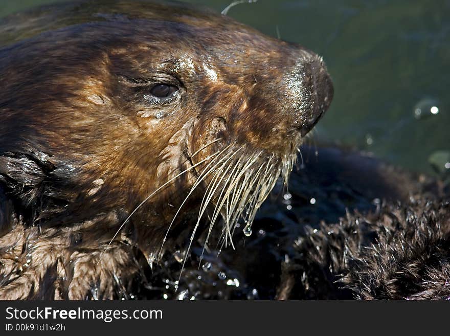 Sea otter