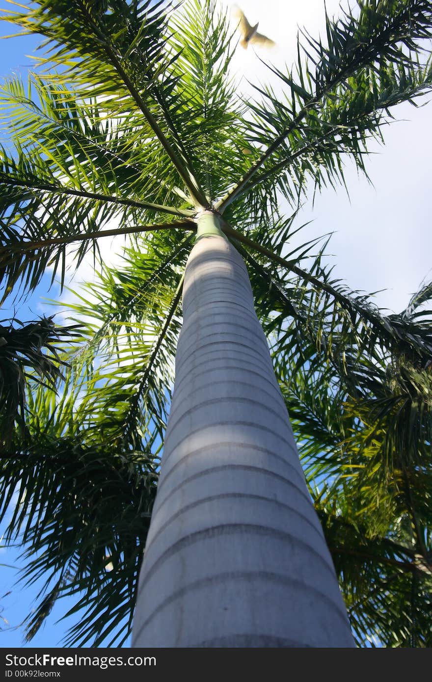 Lonely palm and white bird