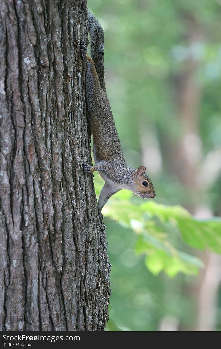 Grey Squirrel in Tree