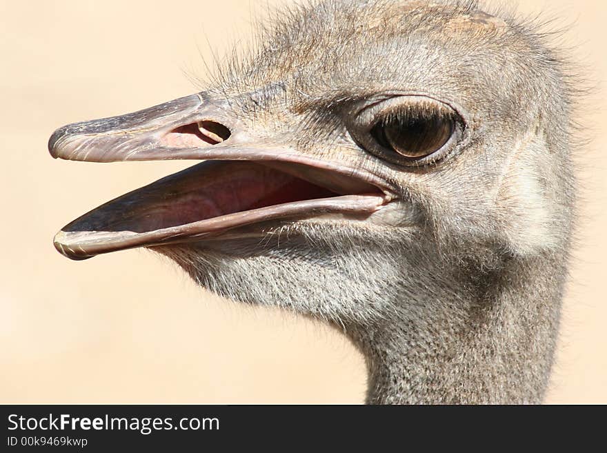 Ostrich Head with Expression