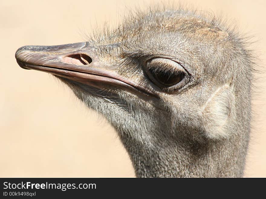 Ostrich Head with Expression