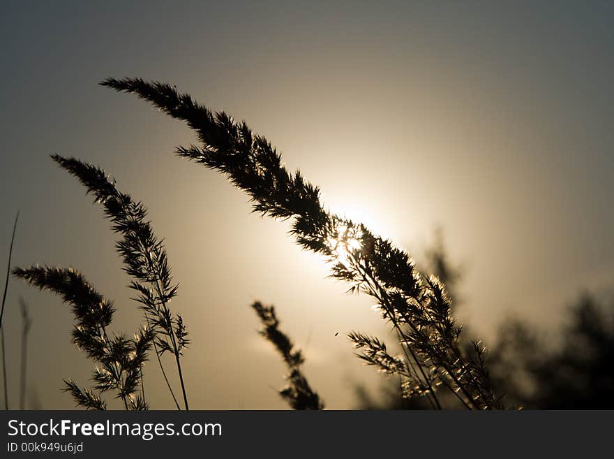 Calamagrostis arundinacea or reed grass at sunset