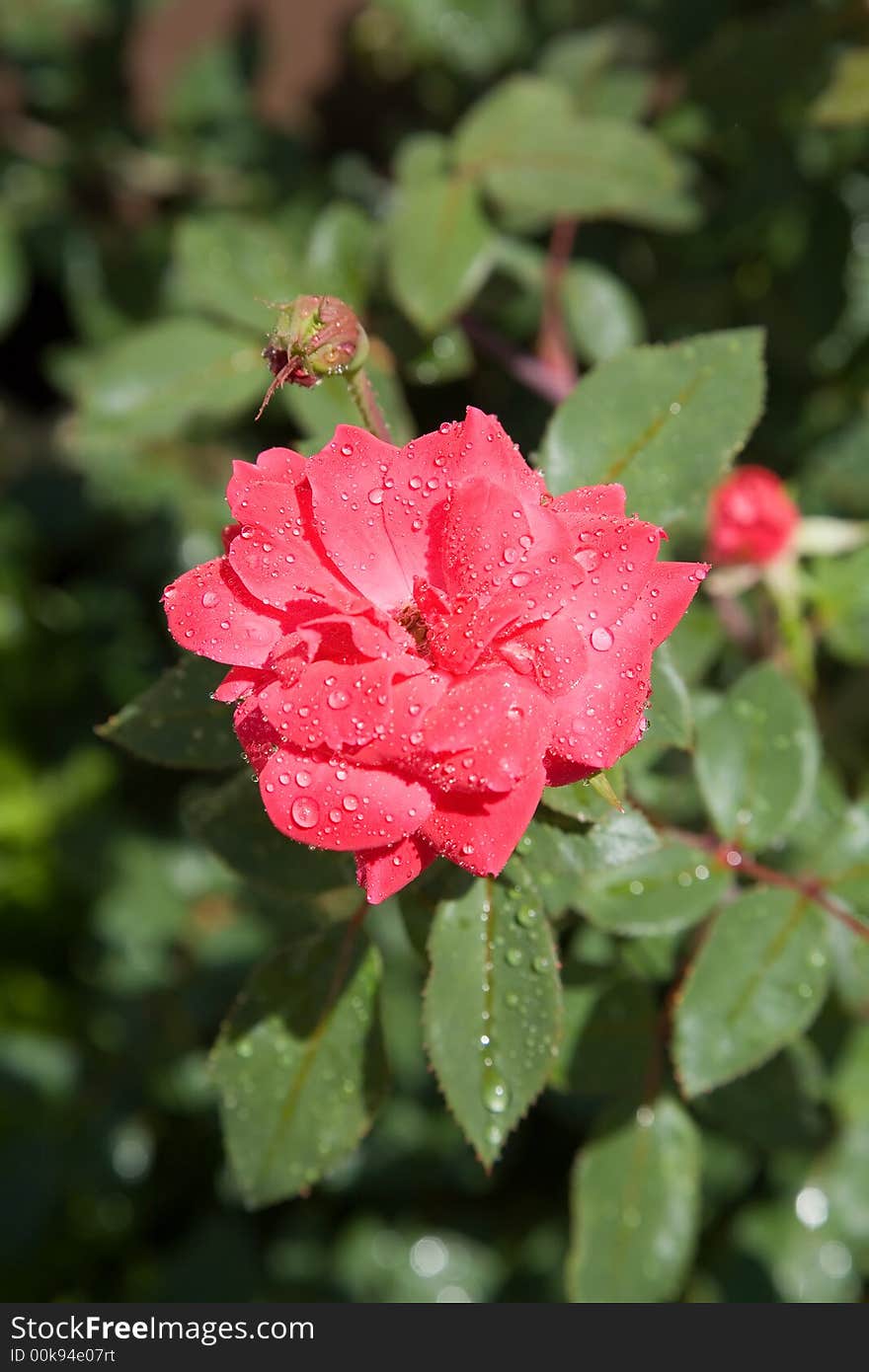 A background of flowers and green foliage. A background of flowers and green foliage.