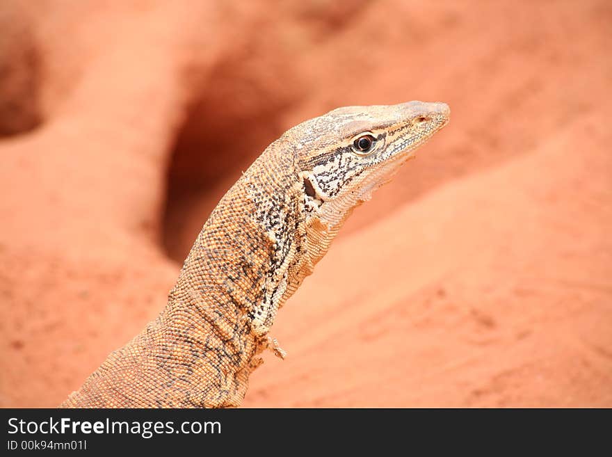 A close up portrait of a goanna basking in the red center of Australia's outback. A close up portrait of a goanna basking in the red center of Australia's outback.