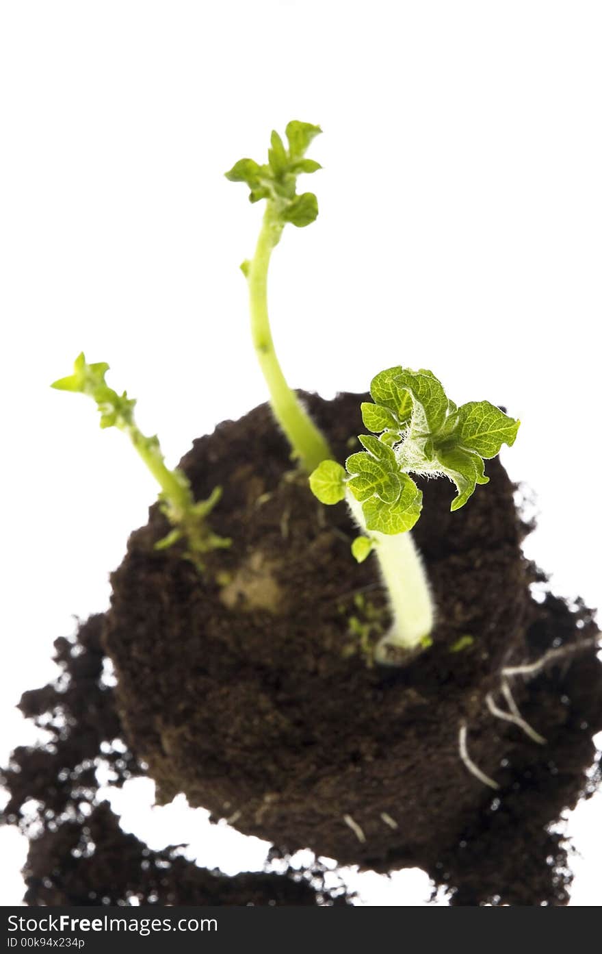 Young growing potato isolated on the white background