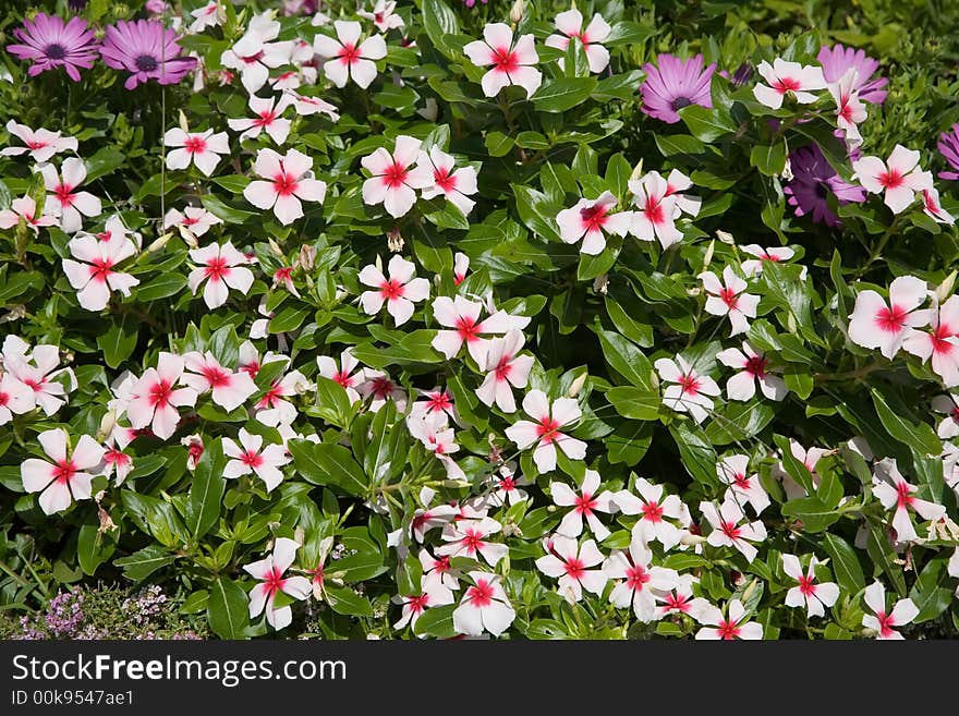 A background of a field of white and pink flowers and green foliage. A background of a field of white and pink flowers and green foliage.